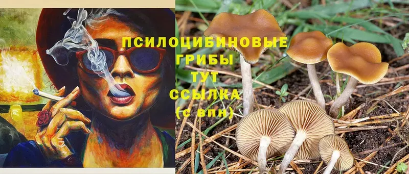 Галлюциногенные грибы MAGIC MUSHROOMS  продажа наркотиков  Котлас 