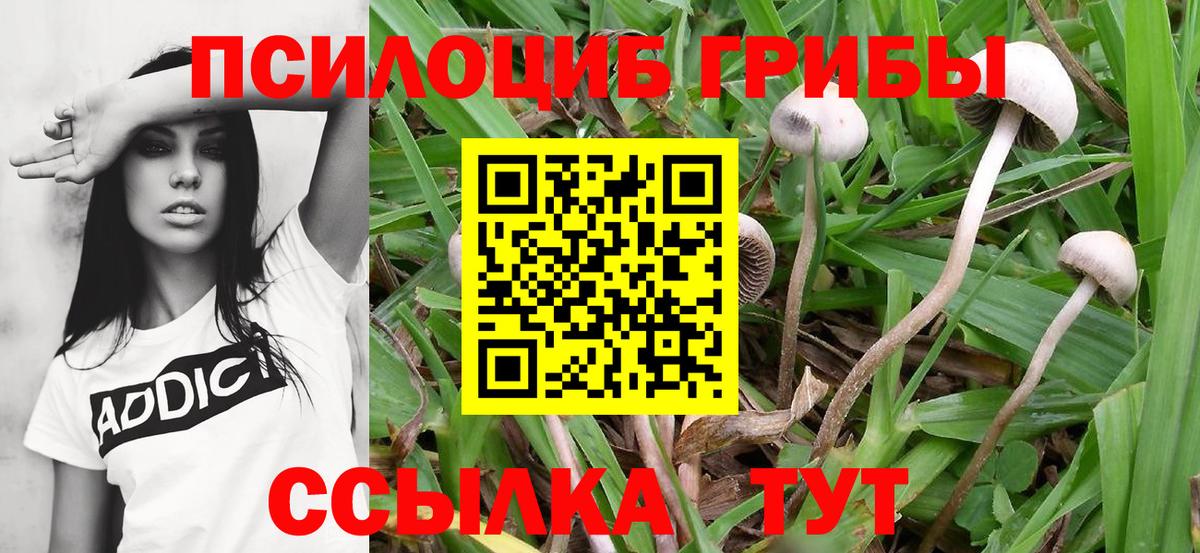 Котлас  Псилоцибиновые грибы мухоморы  Вход с VPN 